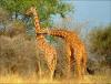Africa Nature Animals (27)